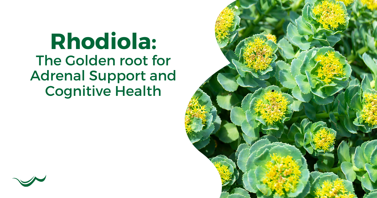 Rhodiola: The Golden Root for Adrenal Support and Cognitive Health